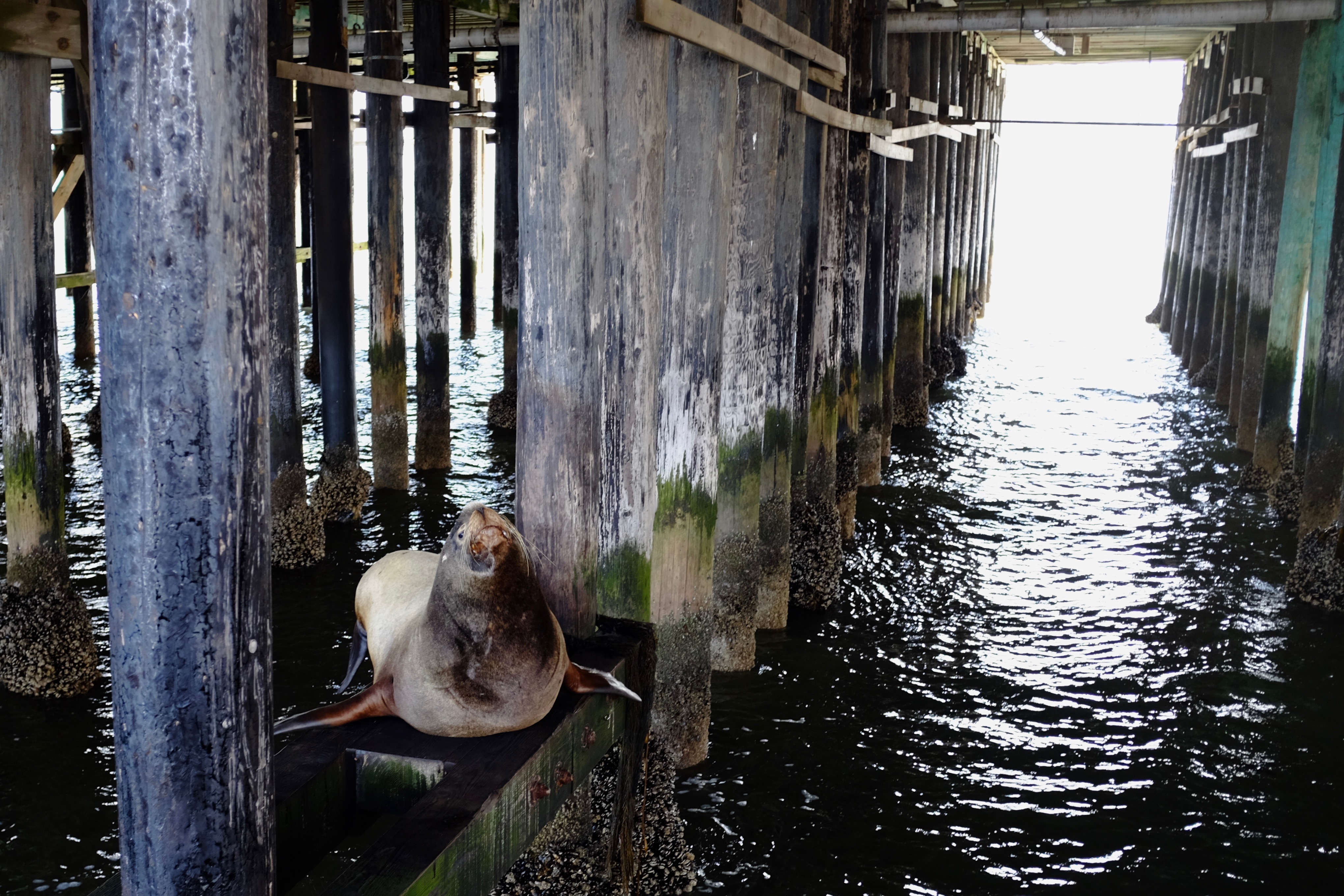 Sea lion, Santa Cruz Wharf
