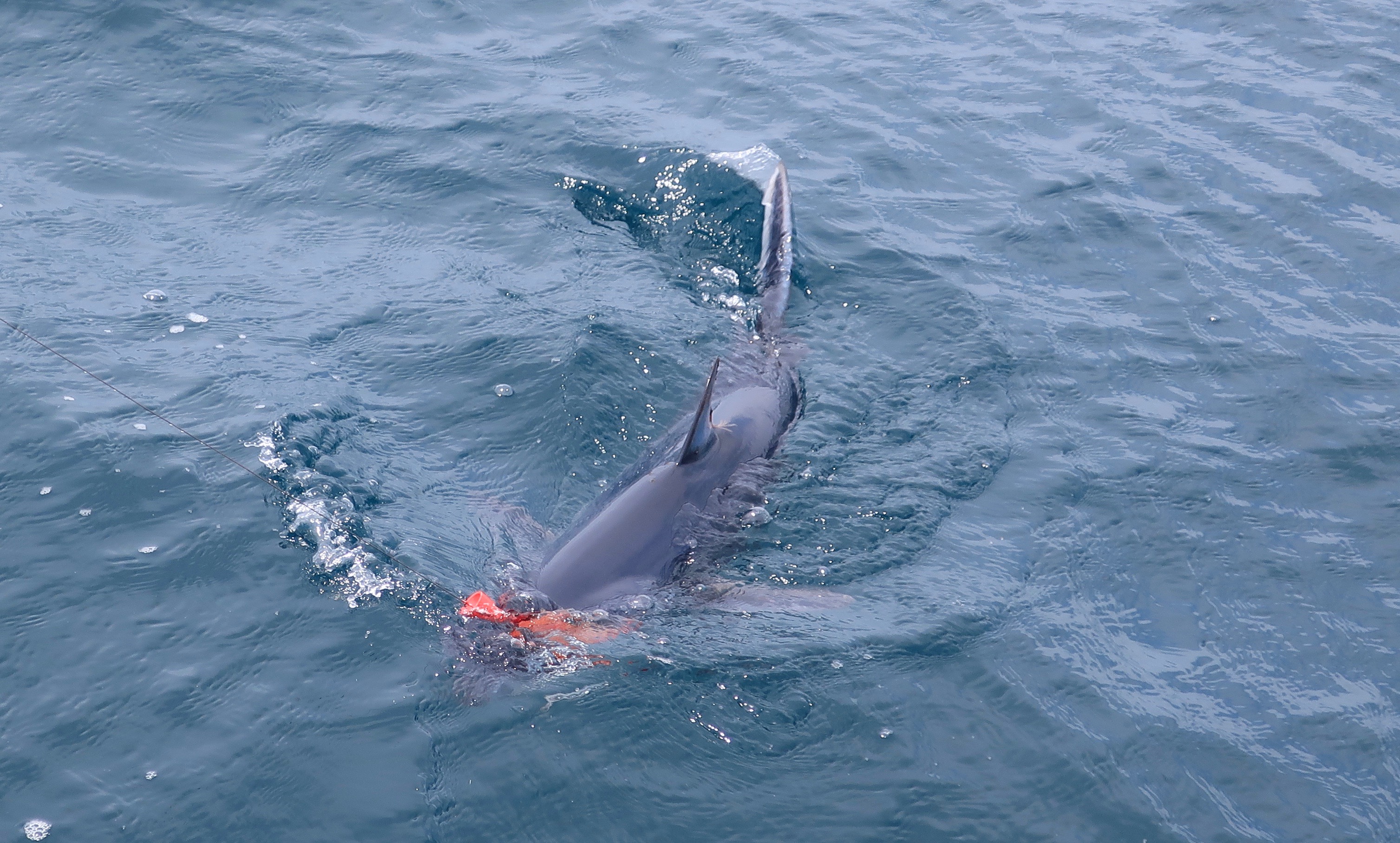 Mako on Fly - San Diego 2019