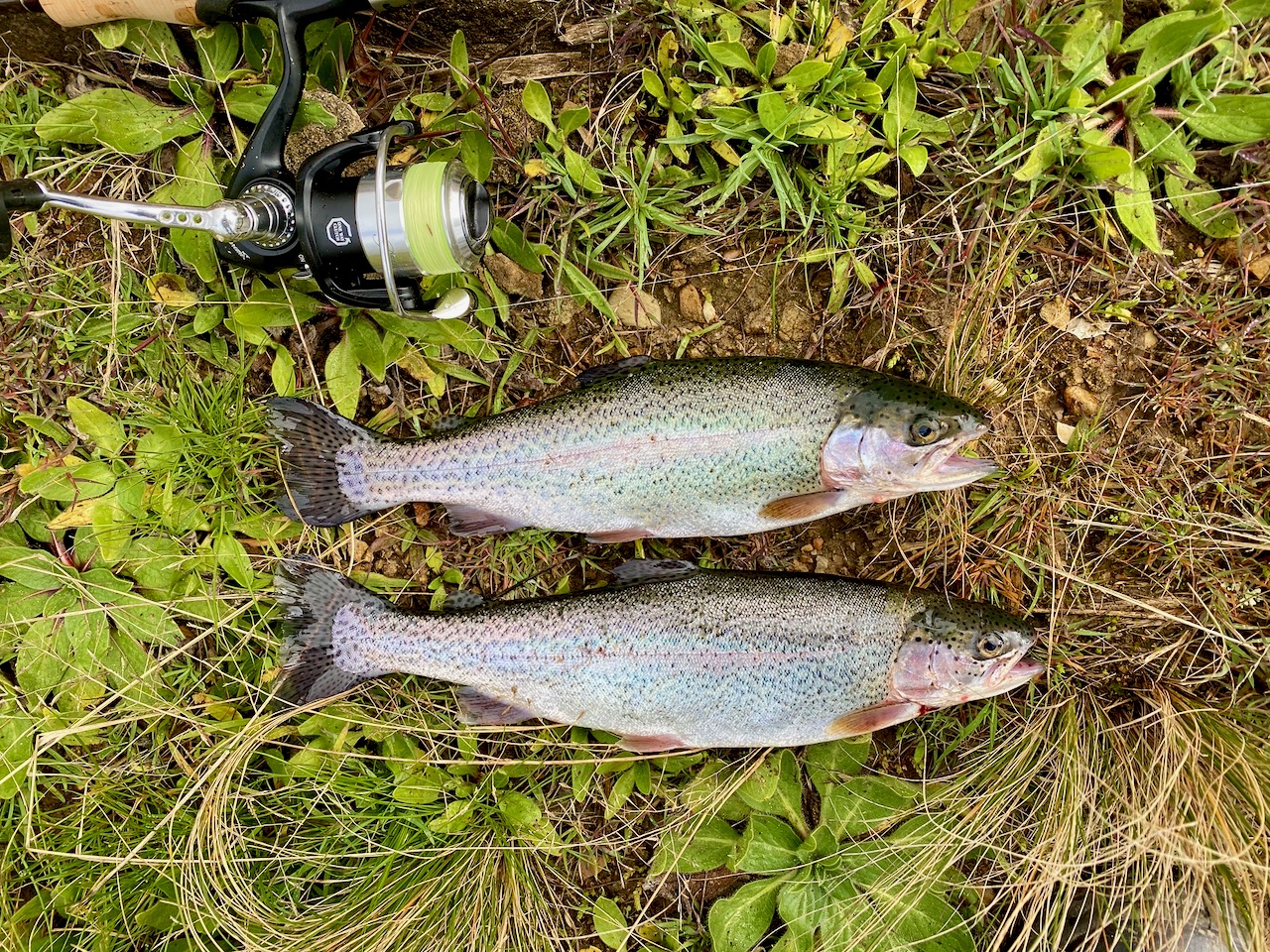 Lake Wallace Smoked Rainbow Trout