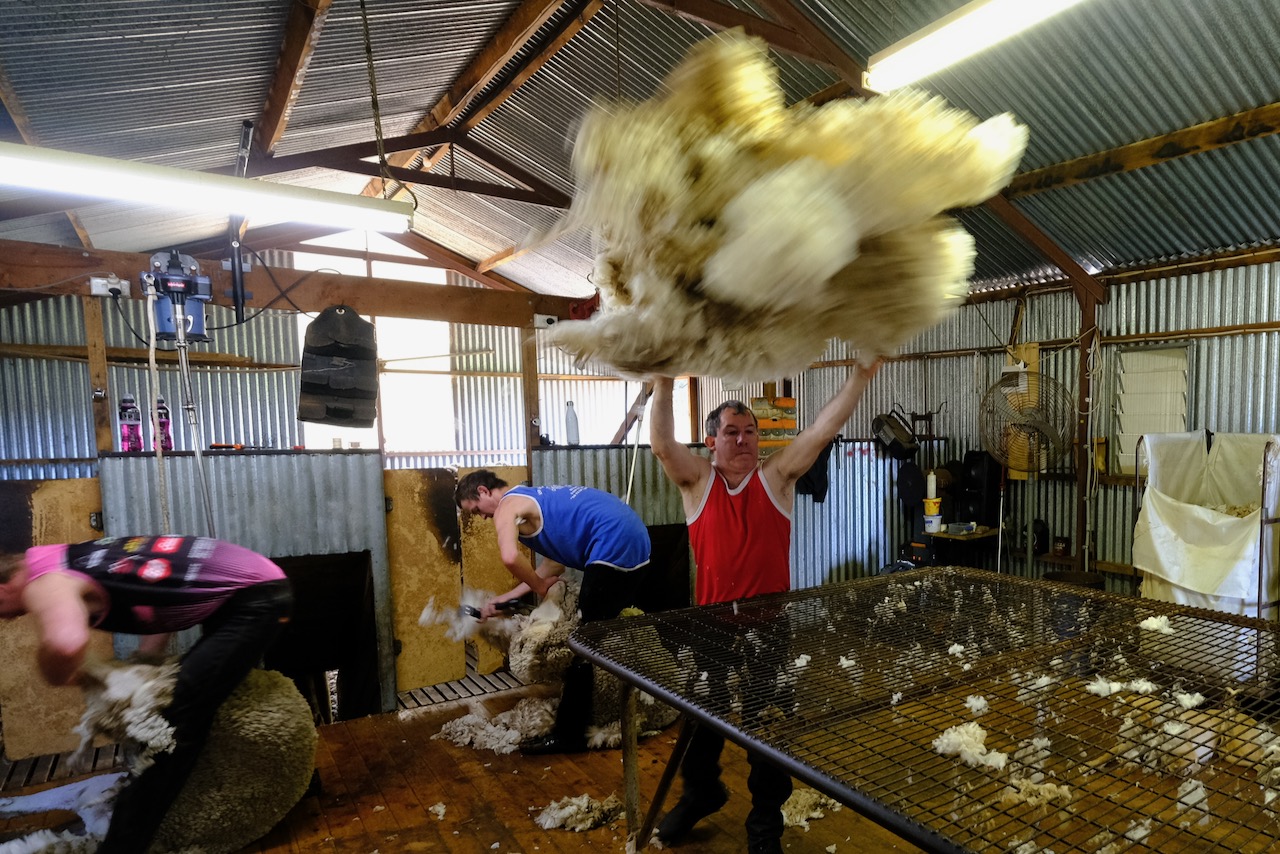 Crookwell Sheep Shearing